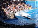 Sea World-120